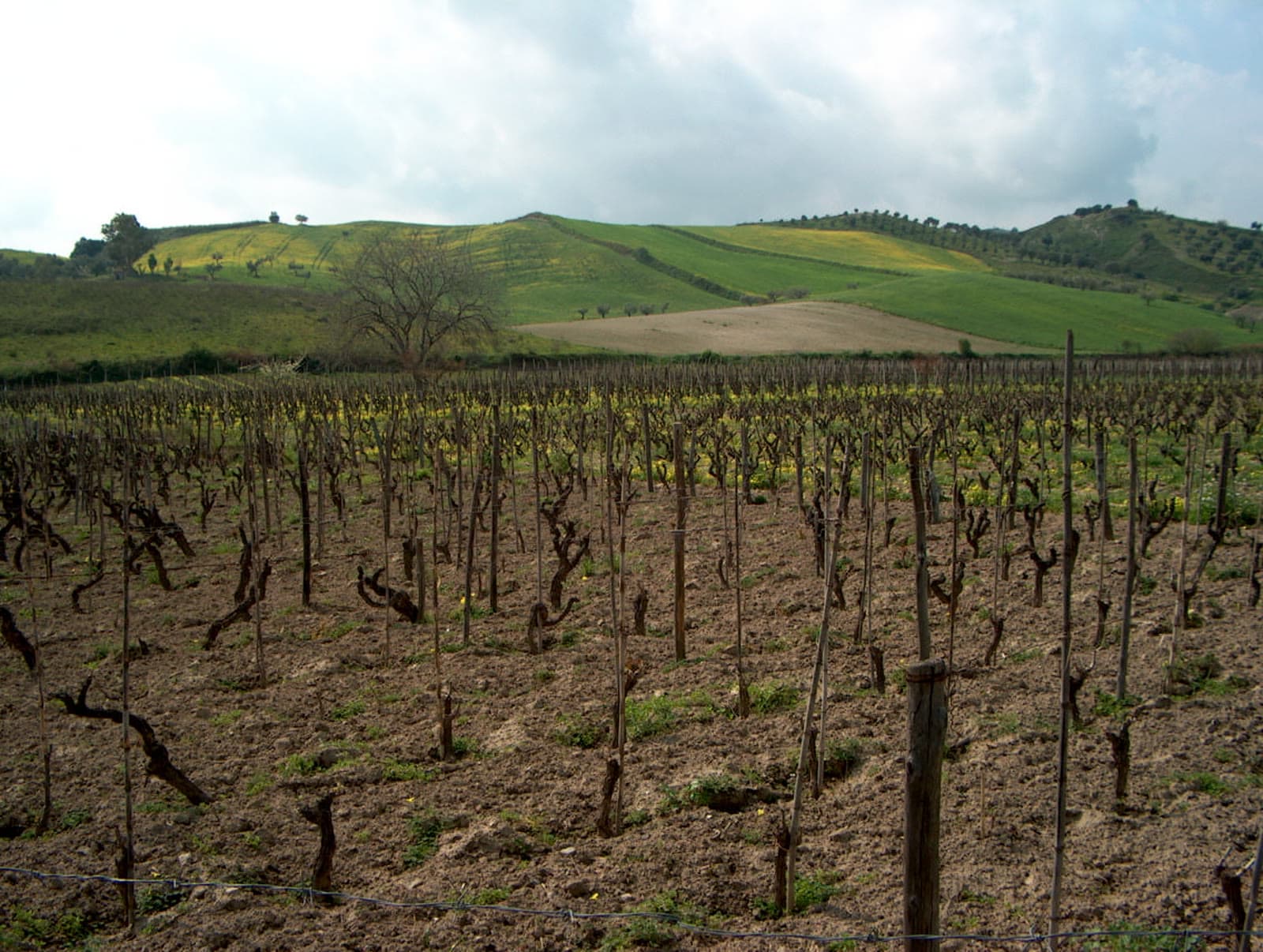 Cantine del Monte Poro